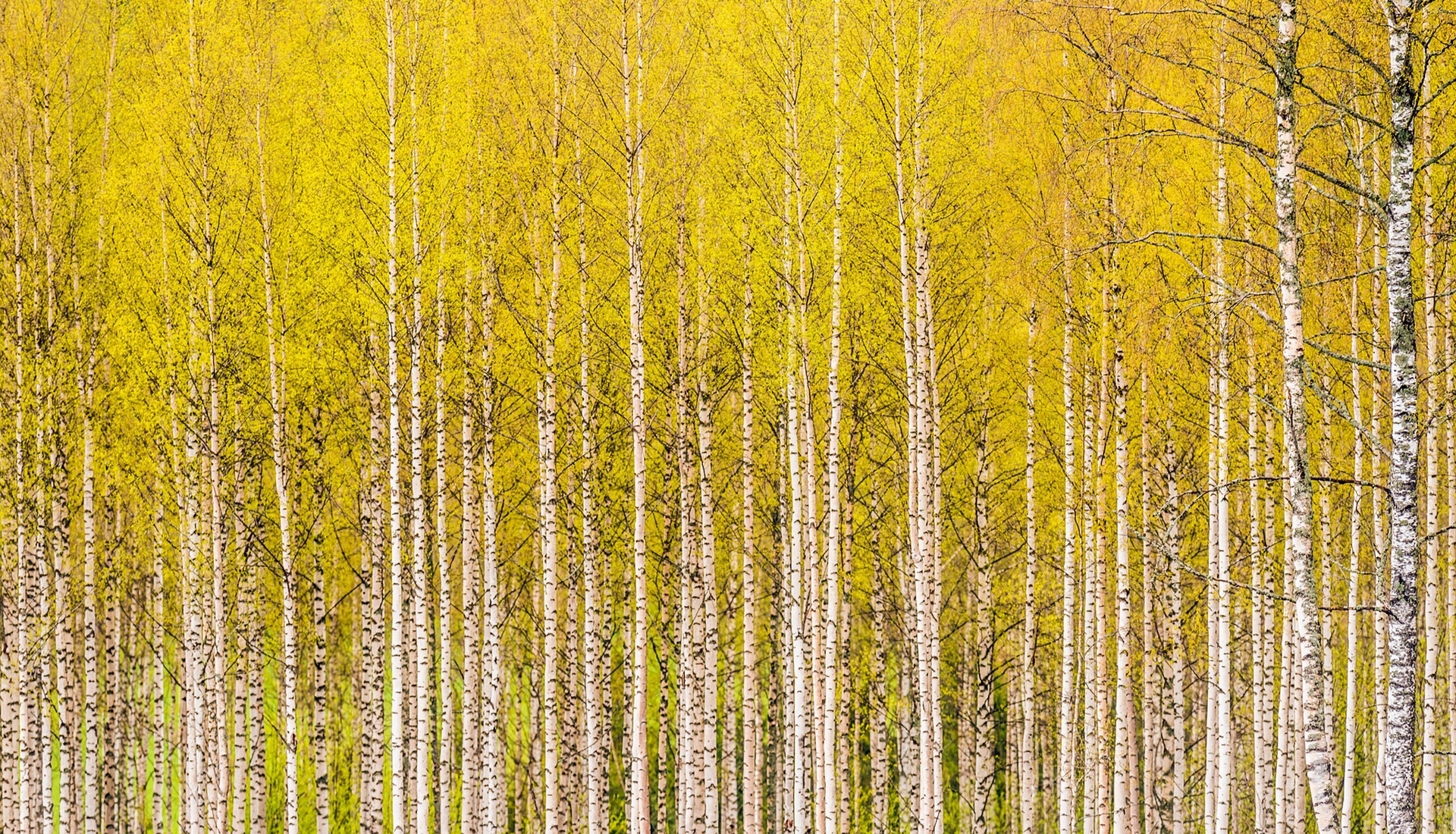 Birch Tree Wallpapers Pixelstalknet
