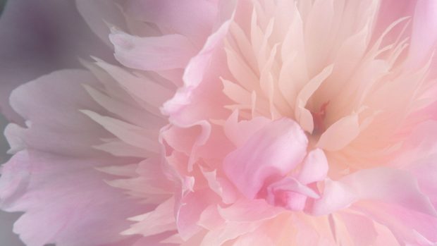 Free Peony Pictures.