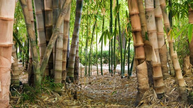 Free Pictures Bamboo Forest.