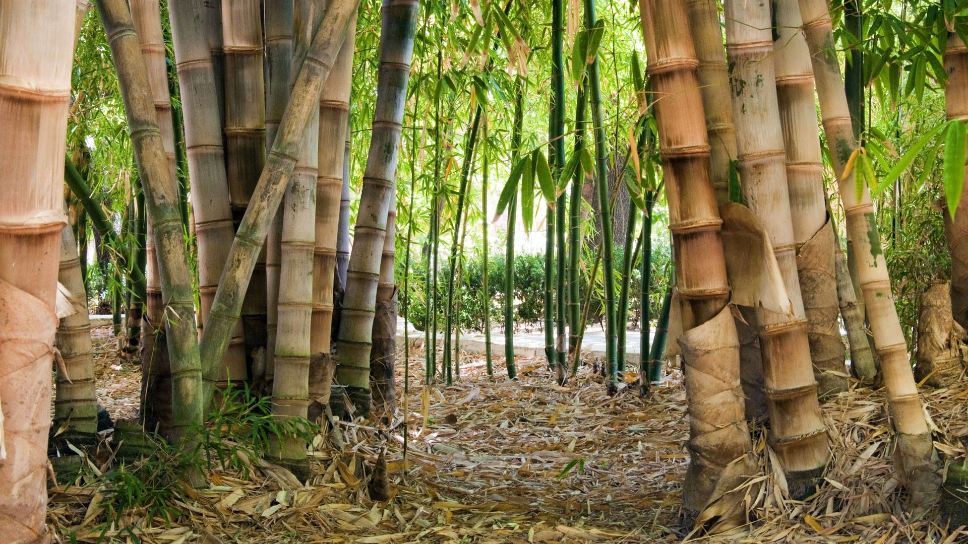 Заросли бамбука бесплатно