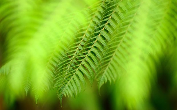 Free best fern wallpapers hd.