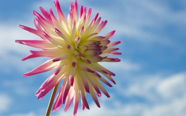 Free dahlia images 2560x1600.