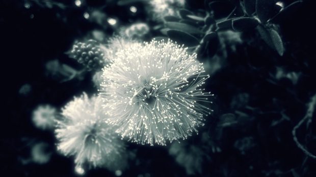 Free dandelion images.