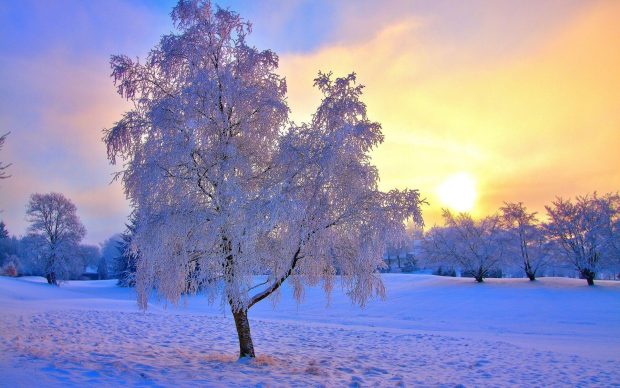 Free download Sun when Winter Wallpaper 3