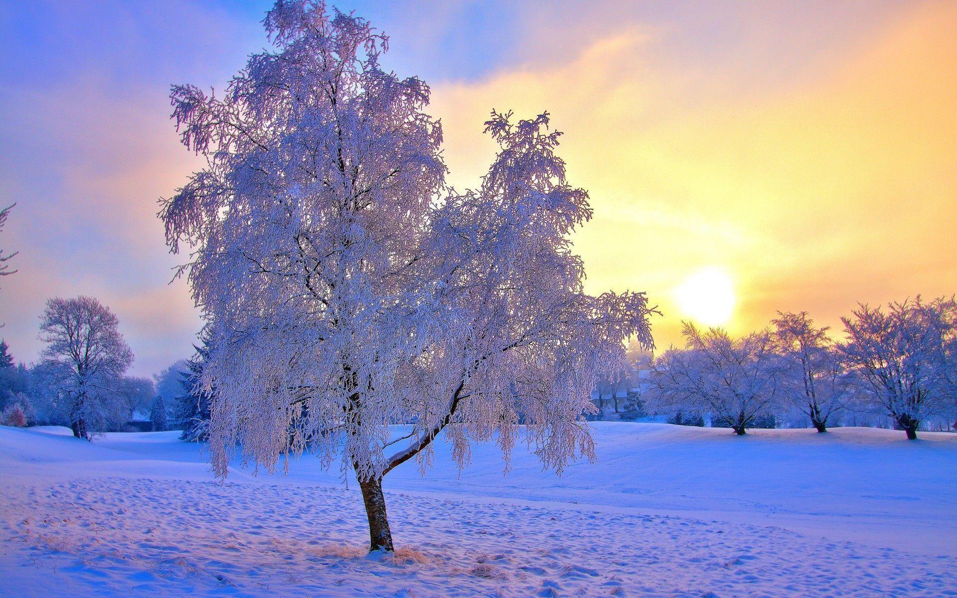 Free Winter Sun Wallpapers Pixelstalknet