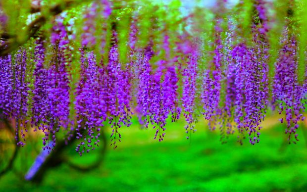 Free download Wisteria Backgrounds.