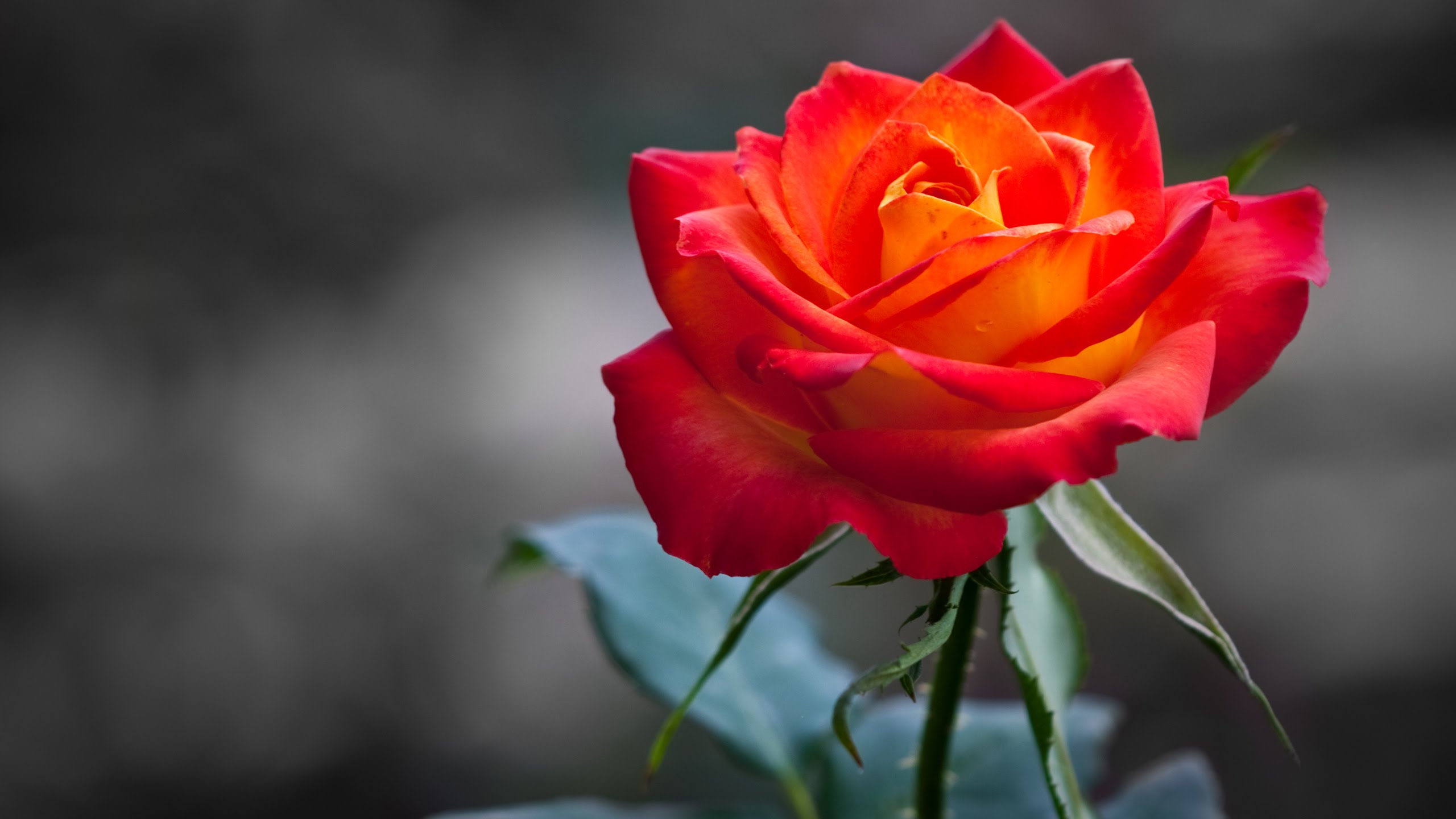 Free download rose hd