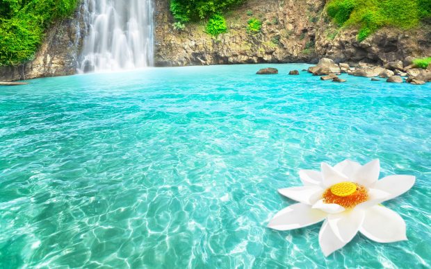 Free flower and waterfall wallpaper.