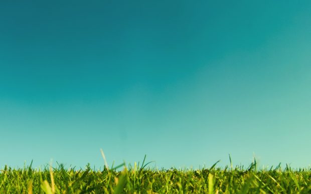Free grass and sky background.