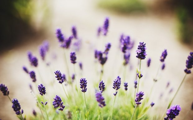 Free lavender flower wallpaper.