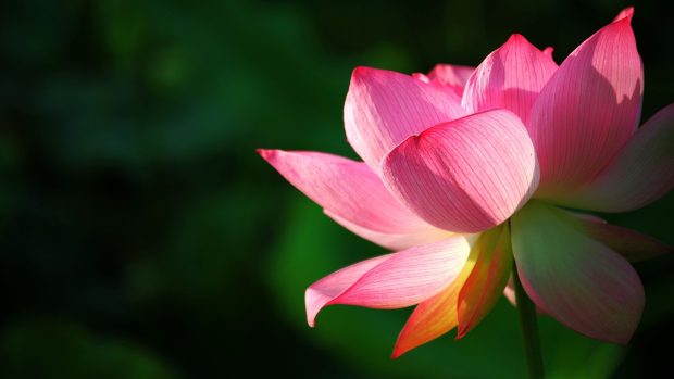 Free lotus hd wallpapers.