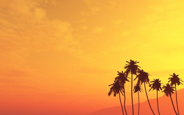 Free palm tree wallpaper 1920x1200 full hd.