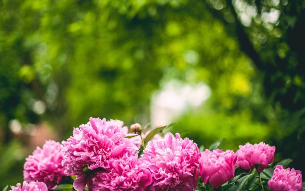 Free peony wallpaper.