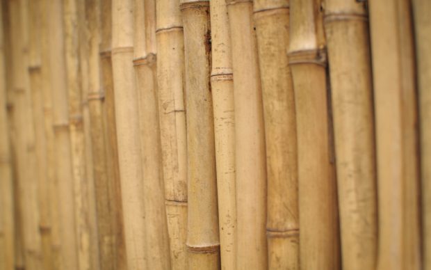 Free stems bamboo.
