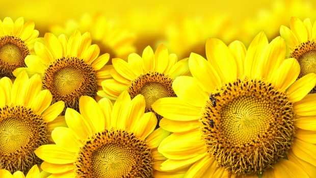 Free sunflower wallpapers.