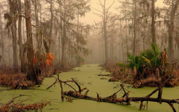 Free swamp pictures.