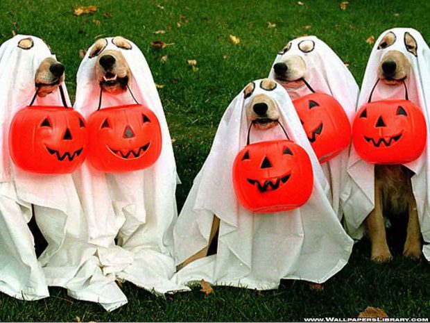 Funny Halloween Backgrounds 5