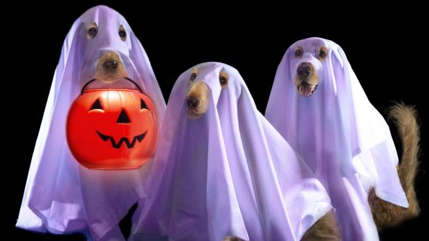 Funny Halloween HD Wallpaper free download 3