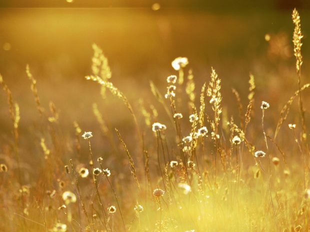 Golden Grass Background.