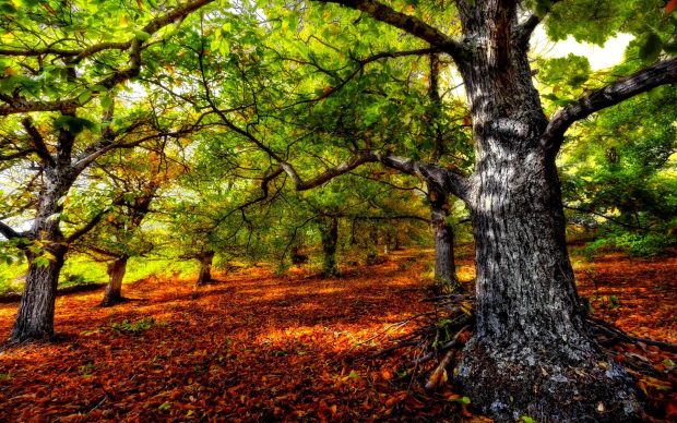 Gorgeous hdr forest wallpaper hd.