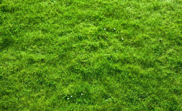 Grass Wallpaper Downlaod Free.