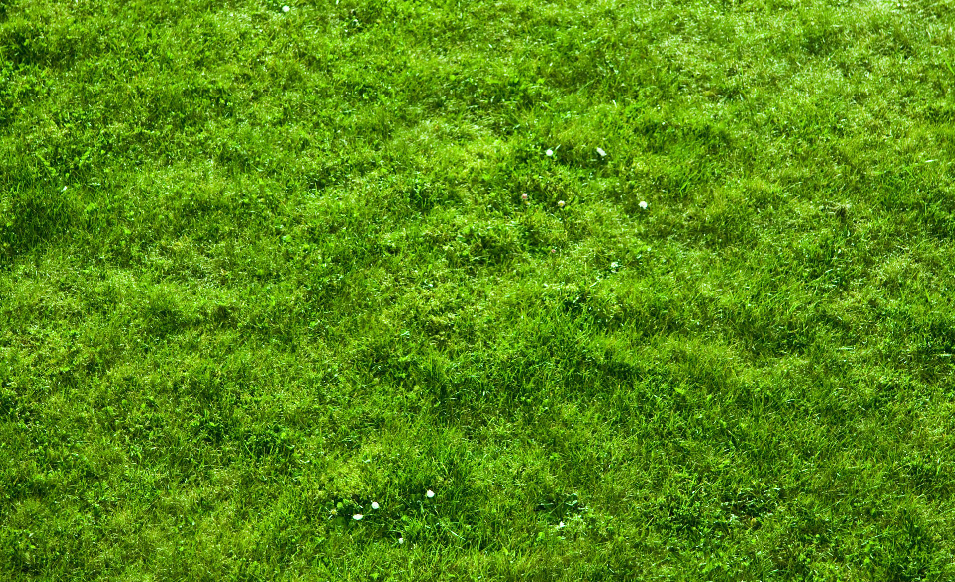 zoom virtual background grass download