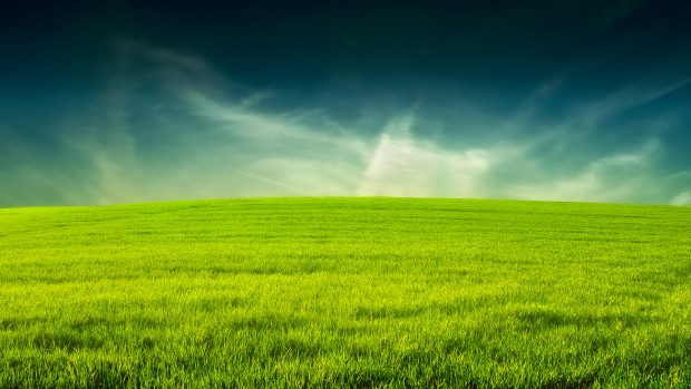 Grass hd wallpaper download.