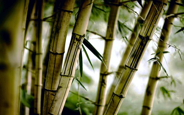 Green Bamboo Forest Wallpapers.