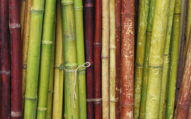 Green Bamboo Wallpapers HD.