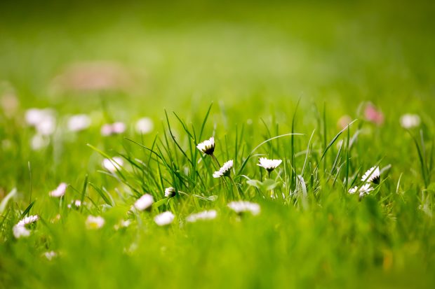 Green Grass Fields Wallpaper HD.