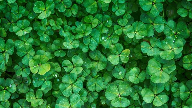 Green clover leaves wallpaper 2560x1440.