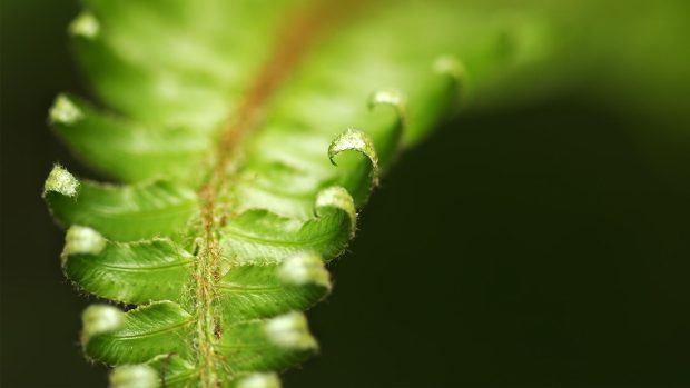 Green fern wallpapers.