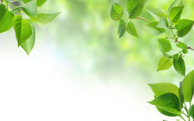 Green leaves wallpaper background hd.