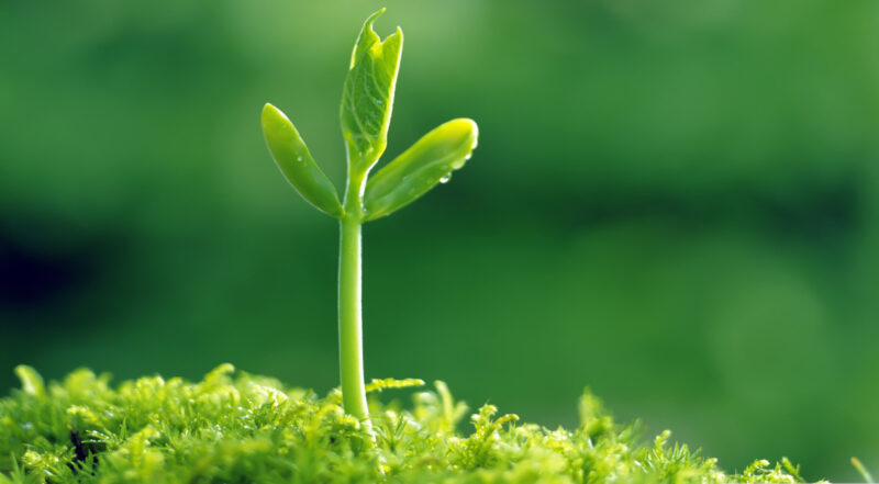 HD Sprout Wallpaper - PixelsTalk