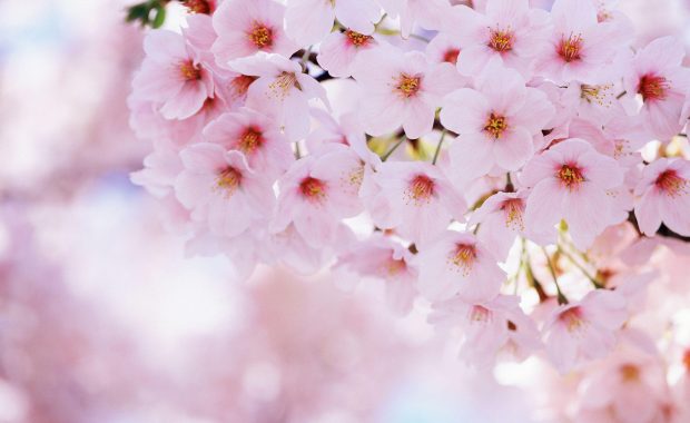HD Blossom Pictures.