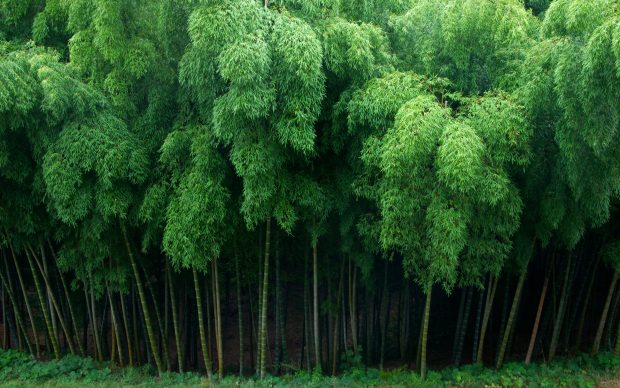 HD Free Images Bamboo Forest.