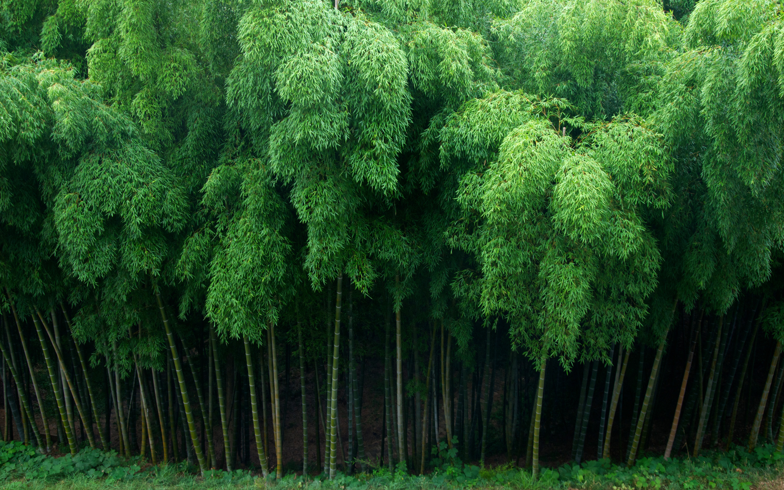 Download Free Bamboo Forest Background | PixelsTalk.Net