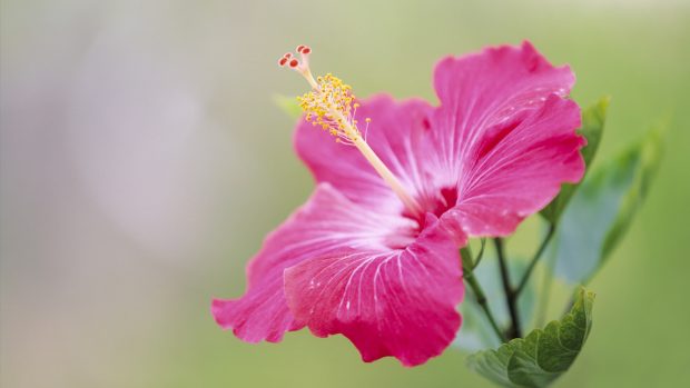 HD Hibiscus Backgrounds.