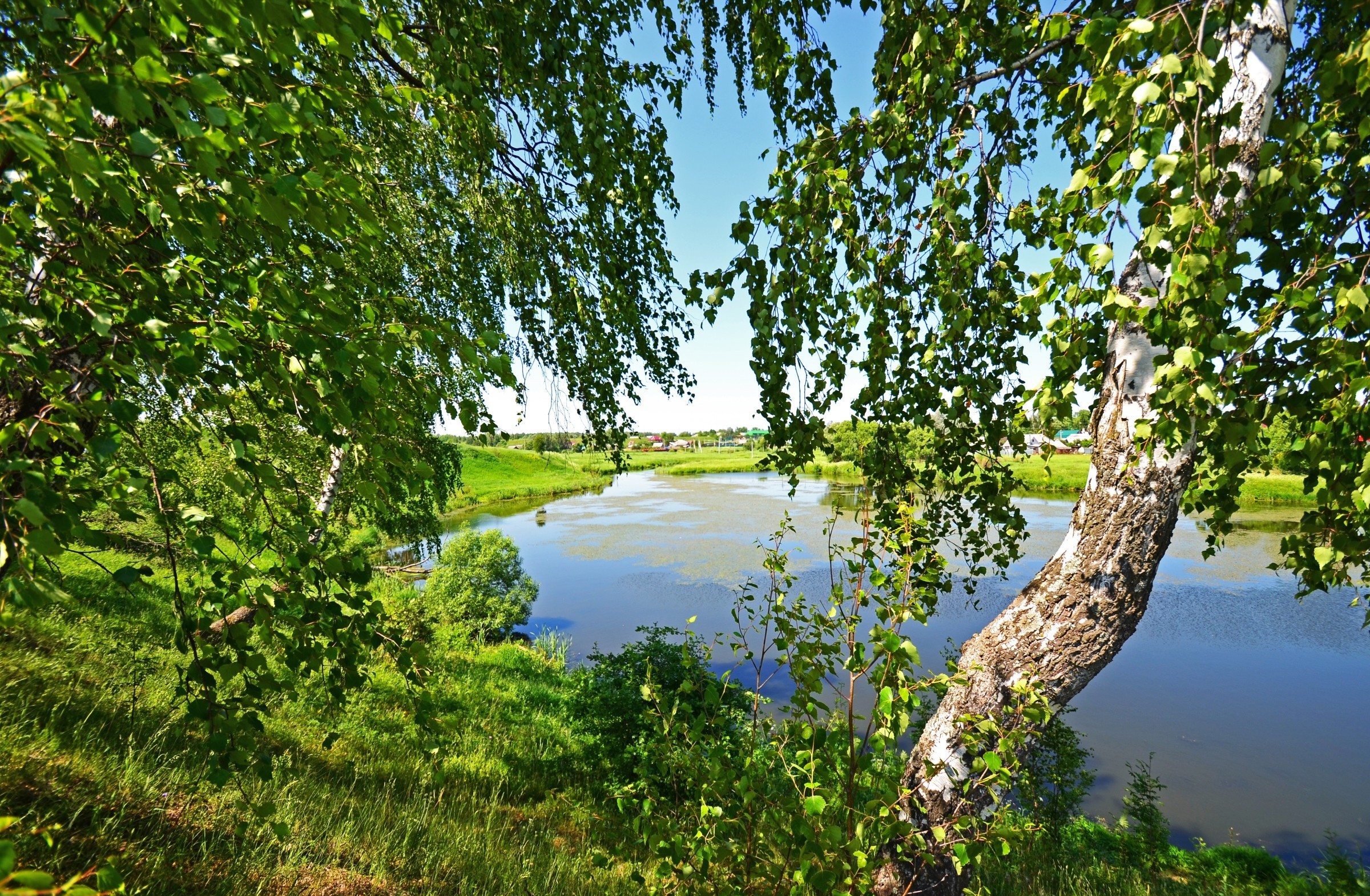 Речка в березовой роще бесплатно