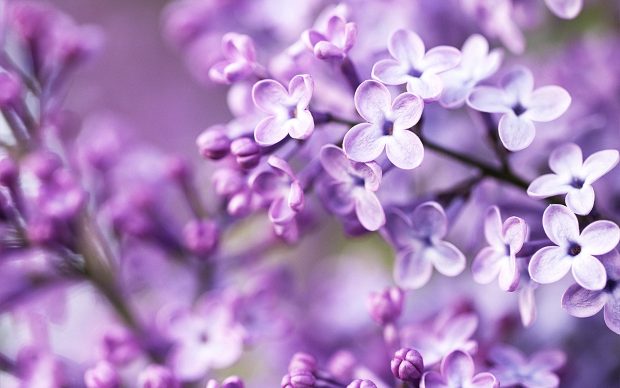 HD Lilac Wallpapers Free Download.