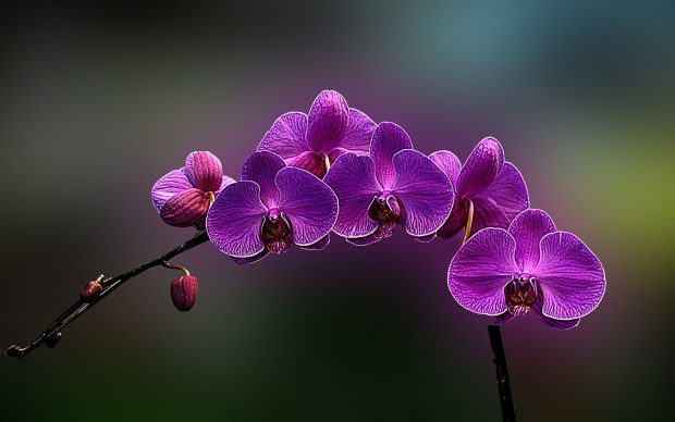 HD Orchid Photos.