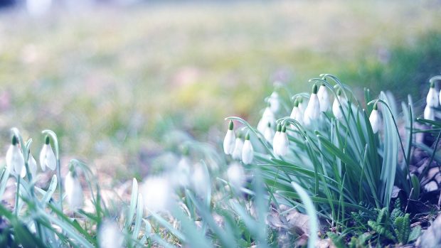 Spring Flowers  Early Spring  Forest Background Wallpaper Download   MobCup