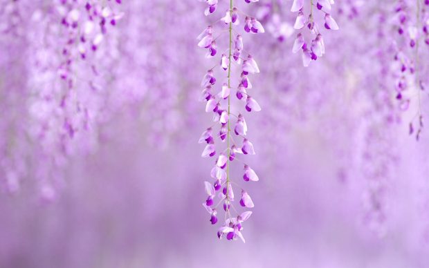 HD Wisteria Backgrounds.