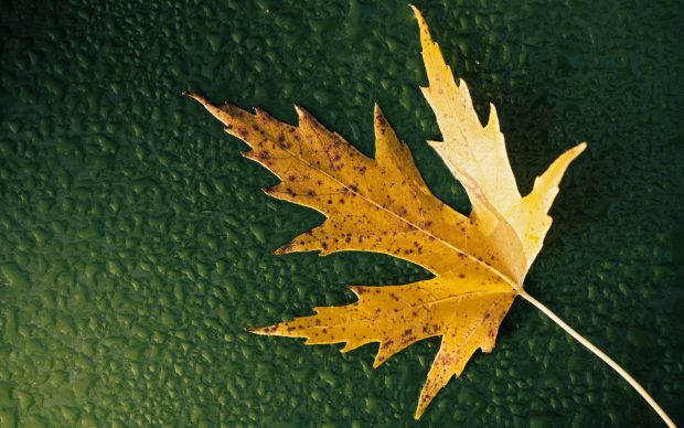 HD fall leaf wallpaper.