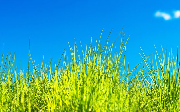 HD free grass images.