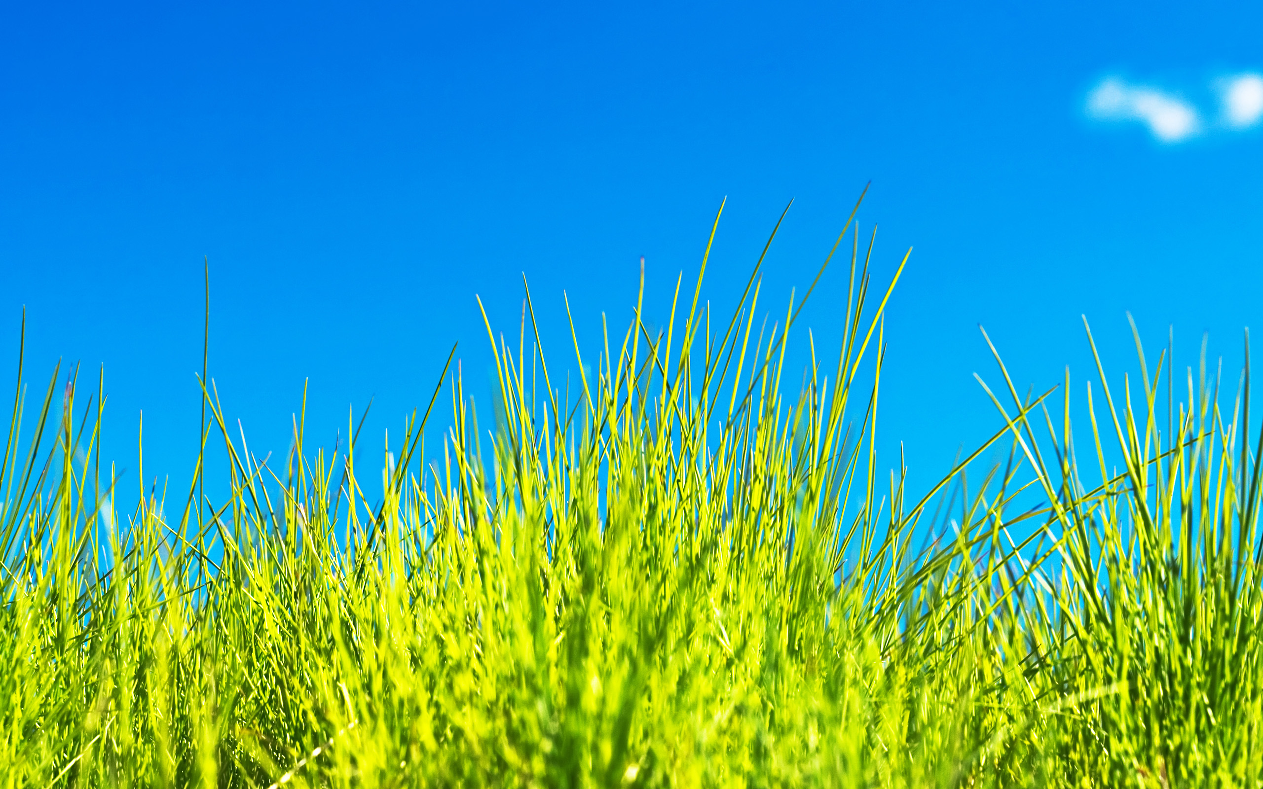 Grass Wallpapers Hd Pixelstalk