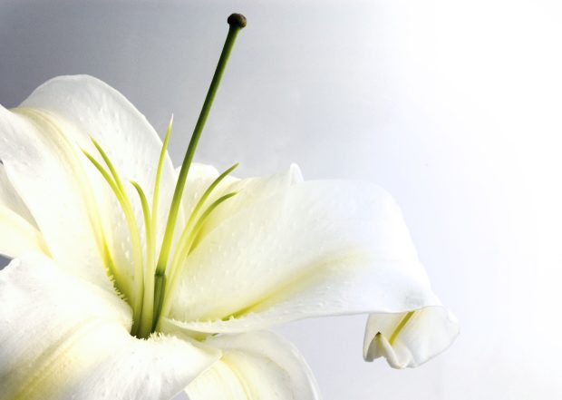 HD lily flower wallpapers.
