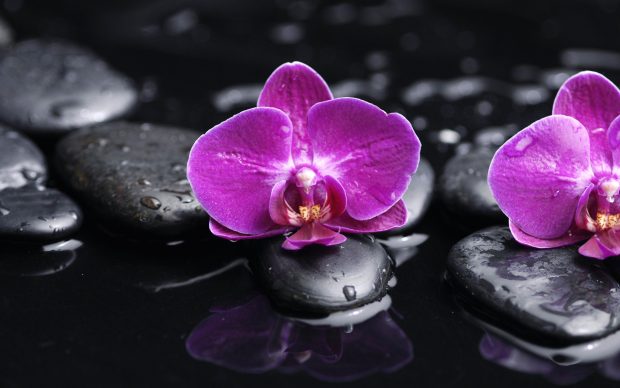 HD orchid wallpapers.