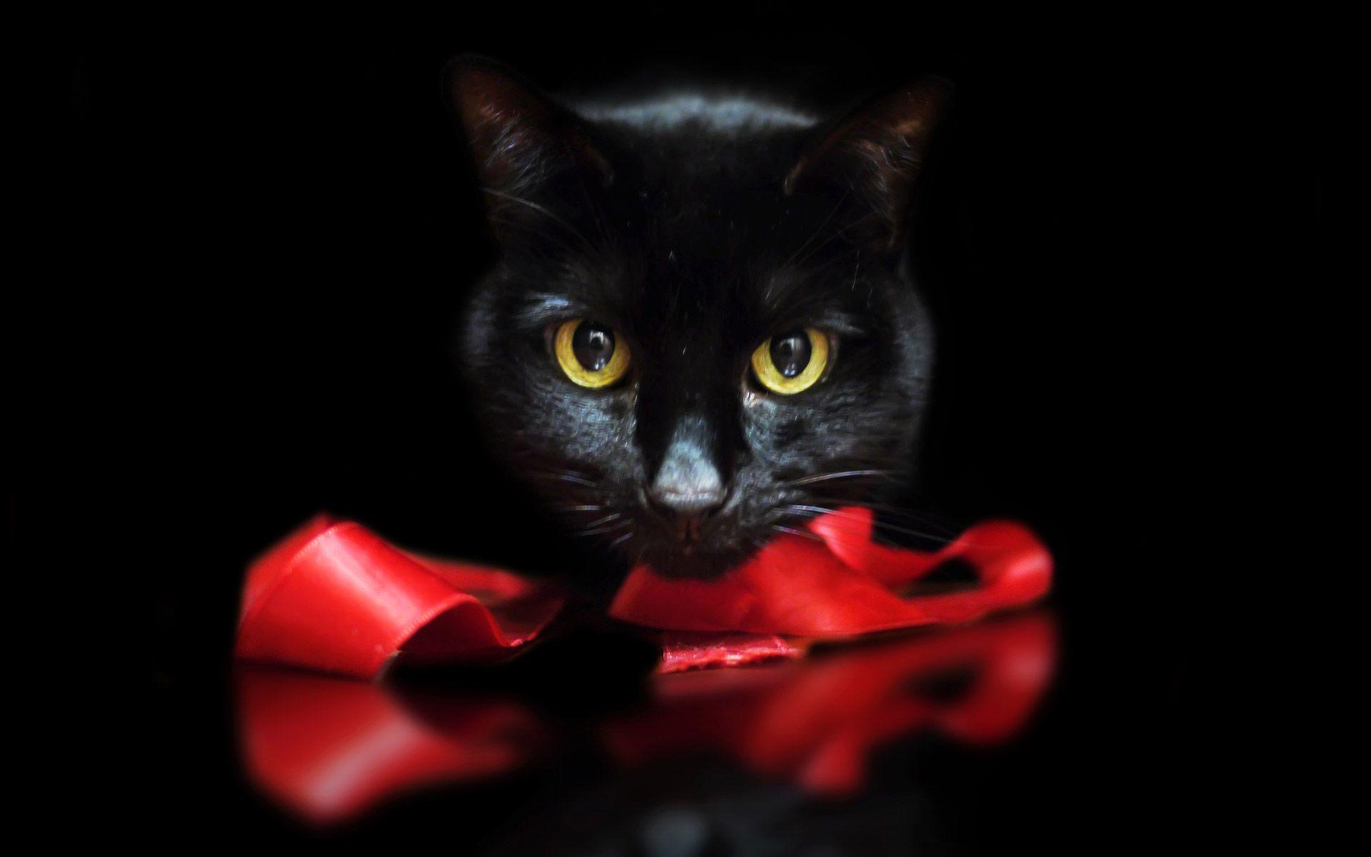 Halloween Cat Wallpaper  NawPic