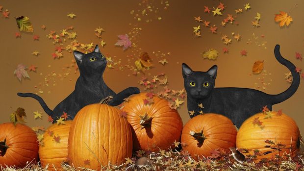 Halloween Cat HD Wallpaper 4